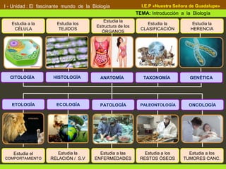 Definición:
I - Unidad : El fascinante mundo de la Biología
TEMA: Introducción a la Biología
I.E.P «Nuestra Señora de Guadalupe»
Estudia el
COMPORTAMIENTO
ECOLOGÍA PATOLOGÍA PALEONTOLOGÍA ONCOLOGÍA
Estudia la
RELACIÓN / S.V
Estudia a las
ENFERMEDADES
Estudia a los
RESTOS ÓSEOS
Estudia a los
TUMORES CANC.
ETOLOGÍA
Definición:
HISTOLOGÍA ANATOMÍA TAXONOMÍA GENÉTICACITOLOGÍA
Estudia a la
CÉLULA
Estudia los
TEJIDOS
Estudia la
Estructura de los
ÓRGANOS
Estudia la
CLASIFICACIÓN
Estudia la
HERENCIA
 