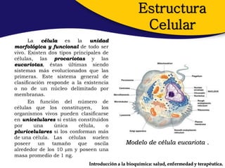 Estructura
                                                     Celular
      La    célula es    la    unidad
morfológica y funcional de todo ser
vivo. Existen dos tipos principales de
células, las procariotas y las
eucariotas, éstas últimas siendo
sistemas más evolucionados que las
primeras. Este sistema general de
clasificación responde a la existencia
o no de un núcleo delimitado por
membranas.
      En función del número de
células que los constituyen,       los
organismos vivos pueden clasificarse
en unicelulares si están constituidos
por      una     única    célula,    o
pluricelulares si los conforman más
de una célula. Las células suelen
poseer un tamaño          que oscila          Modelo de célula eucariota .
alrededor de los 10 µm y poseen una
masa promedio de 1 ng.
                              Introducción a la bioquímica: salud, enfermedad y terapéutica.
 