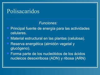 Polisacaridos
                      Funciones:
   Principal fuente de energía para las actividades
    celulares.
   Material estructural en las plantas (celulosa).
   Reserva energética (almidón vegetal y
    glucógeno).
   Forma parte de los nucleótidos de los ácidos
    nucleicos desoxiribosa (ADN) y ribosa (ARN)
 