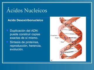 Ácidos Nucleicos
Acido Desoxiribonucleico


   Duplicación del ADN:
    puede construir copias
    exactas de sí mismo.
   Síntesis de proteínas,
    reproducción, herencia,
    evolución.
 