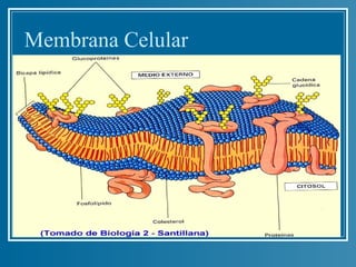Membrana Celular
 