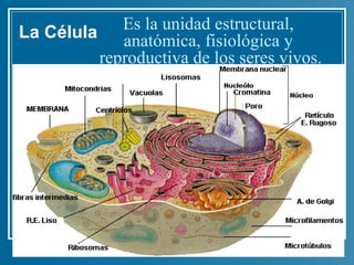 Es la unidad estructural,
La Célula anatómica, fisiológica y
         reproductiva de los seres vivos.
 