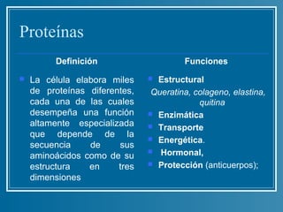 Proteínas
         Definición                     Funciones
   La célula elabora miles     Estructural
    de proteínas diferentes,    Queratina, colageno, elastina,
    cada una de las cuales                  quitina
    desempeña una función       Enzimática
    altamente especializada     Transporte
    que depende de la           Energética.
    secuencia    de     sus
                                Hormonal,
    aminoácidos como de su
    estructura   en     tres    Protección (anticuerpos);

    dimensiones
 