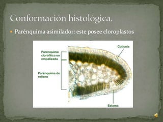  Parénquima asimilador: este posee cloroplastos
 
