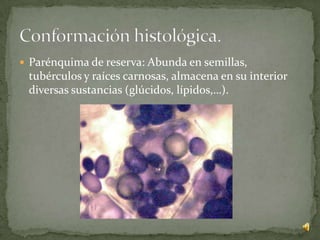  Parénquima de reserva: Abunda en semillas,
 tubérculos y raíces carnosas, almacena en su interior
 diversas sustancias (glúcidos, lípidos,…).
 