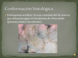  Parénquima acuífero: Es una variedad del de reserva
 que almacena agua en las plantas de clima árido
 (plantas crasas o suculentas).
 