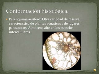 Parénquima aerífero: Otra variedad de reserva,
 característico de plantas acuáticas y de lugares
 pantanosos. Almacena aire en los espacios
 intercelulares.
 