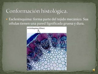  Esclerénquima: forma parte del tejido mecánico. Sus
 células tienen una pared lignificada gruesa y dura.
 