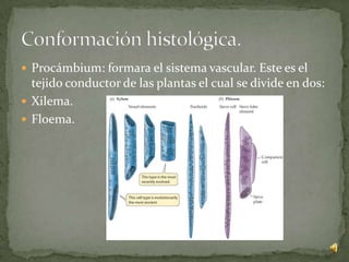  Procámbium: formara el sistema vascular. Este es el
  tejido conductor de las plantas el cual se divide en dos:
 Xilema.
 Floema.
 