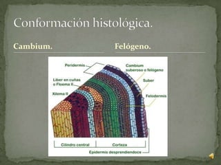 Cambium.   Felógeno.
 