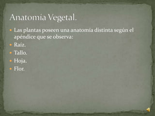  Las plantas poseen una anatomía distinta según el
    apéndice que se observa:
   Raíz.
   Tallo.
   Hoja.
   Flor.
 