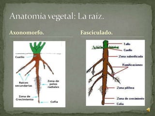 Axonomorfo.   Fasciculado.
 