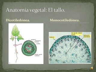 Dicotiledónea.   Monocotiledónea.
 