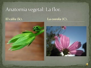 El cáliz (k).   La corola (C).
 