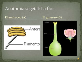 El androceo (A).   El gineceo (G).
 