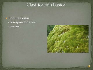  Briofitas: estas
  corresponden a los
  musgos.
 