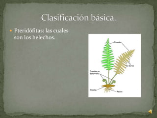  Pteridófitas: las cuales
  son los helechos.
 