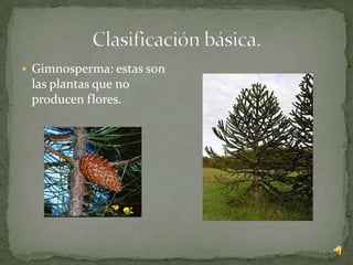  Gimnosperma: estas son
 las plantas que no
 producen flores.
 