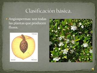  Angiospermas: son todas
 las plantas que producen
 flores.
 