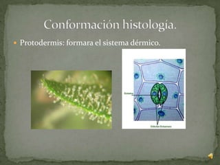  Protodermis: formara el sistema dérmico.
 