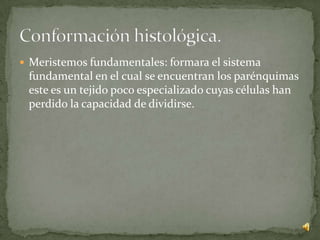  Meristemos fundamentales: formara el sistema
 fundamental en el cual se encuentran los parénquimas
 este es un tejido poco especializado cuyas células han
 perdido la capacidad de dividirse.
 
