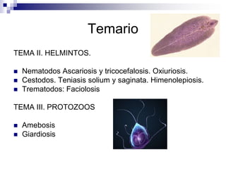 TemarioTEMA II. HELMINTOS.Nematodos Ascariosis y tricocefalosis. Oxiuriosis.Cestodos. Teniasis solium y saginata. Himenolepiosis.Trematodos: FaciolosisTEMA III. PROTOZOOSAmebosisGiardiosis