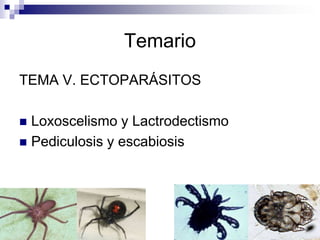 TemarioTEMA V. ECTOPARÁSITOSLoxoscelismo y LactrodectismoPediculosis y escabiosis