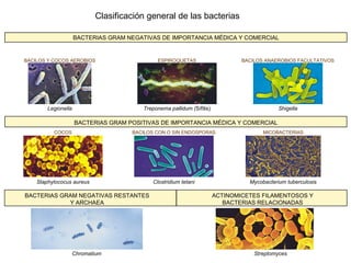 Clasificación general de las bacterias

                     BACTERIAS GRAM NEGATIVAS DE IMPORTANCIA MÉDICA Y COMERCIAL


BACILOS Y COCOS AEROBIOS                      ESPIROQUETAS                     BACILOS ANAEROBIOS FACULTATIVOS




        Legionella                      Treponema pallidum (Sífilis)                        Shigella

                     BACTERIAS GRAM POSITIVAS DE IMPORTANCIA MÉDICA Y COMERCIAL
          COCOS                      BACILOS CON O SIN ENDOSPORAS                     MICOBACTERIAS




    Staphylococus aureus                    Clostridium tetani                   Mycobacterium tuberculosis

BACTERIAS GRAM NEGATIVAS RESTANTES                                     ACTINOMICETES FILAMENTOSOS Y
            Y ARCHAEA                                                     BACTERIAS RELACIONADAS




                     Chromatium                                                    Streptomyces
 