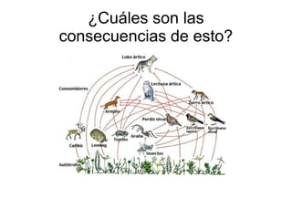 ¿Cuáles son las 
consecuencias de esto? 
 