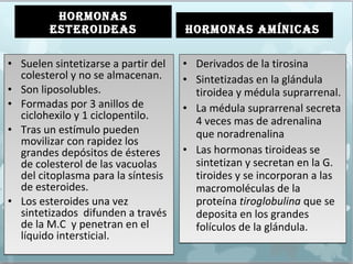 HORMONAS
ESTEROIDEAS
• Suelen sintetizarse a partir del
colesterol y no se almacenan.
• Son liposolubles.
• Formadas por 3 anillos de
ciclohexilo y 1 ciclopentilo.
• Tras un estímulo pueden
movilizar con rapidez los
grandes depósitos de ésteres
de colesterol de las vacuolas
del citoplasma para la síntesis
de esteroides.
• Los esteroides una vez
sintetizados difunden a través
de la M.C y penetran en el
líquido intersticial.
• Suelen sintetizarse a partir del
colesterol y no se almacenan.
• Son liposolubles.
• Formadas por 3 anillos de
ciclohexilo y 1 ciclopentilo.
• Tras un estímulo pueden
movilizar con rapidez los
grandes depósitos de ésteres
de colesterol de las vacuolas
del citoplasma para la síntesis
de esteroides.
• Los esteroides una vez
sintetizados difunden a través
de la M.C y penetran en el
líquido intersticial.
HORMONAS AMíNICAS
• Derivados de la tirosina
• Sintetizadas en la glándula
tiroidea y médula suprarrenal.
• La médula suprarrenal secreta
4 veces mas de adrenalina
que noradrenalina
• Las hormonas tiroideas se
sintetizan y secretan en la G.
tiroides y se incorporan a las
macromoléculas de la
proteína tiroglobulina que se
deposita en los grandes
folículos de la glándula.
• Derivados de la tirosina
• Sintetizadas en la glándula
tiroidea y médula suprarrenal.
• La médula suprarrenal secreta
4 veces mas de adrenalina
que noradrenalina
• Las hormonas tiroideas se
sintetizan y secretan en la G.
tiroides y se incorporan a las
macromoléculas de la
proteína tiroglobulina que se
deposita en los grandes
folículos de la glándula.
 