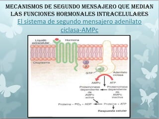 MECANISMOS DE SEGuNDO MENSAjERO quE MEDIAN
LAS fuNCIONES HORMONALES INTRACELuLARES
El sistema de segundo mensajero adenilato
ciclasa-AMPc
 