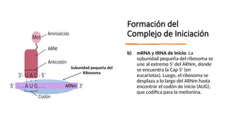 Introducción a la genética y leyes de Mendel | PPTX