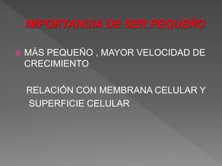 MÁS PEQUEÑO , MAYOR VELOCIDAD DE
CRECIMIENTO
RELACIÓN CON MEMBRANA CELULAR Y
SUPERFICIE CELULAR
 