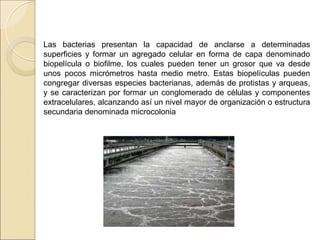 Las bacterias presentan la capacidad de anclarse a determinadas
superficies y formar un agregado celular en forma de capa denominado
biopelícula o biofilme, los cuales pueden tener un grosor que va desde
unos pocos micrómetros hasta medio metro. Estas biopelículas pueden
congregar diversas especies bacterianas, además de protistas y arqueas,
y se caracterizan por formar un conglomerado de células y componentes
extracelulares, alcanzando así un nivel mayor de organización o estructura
secundaria denominada microcolonia
 