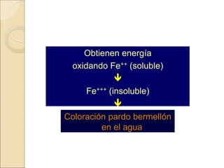 Obtienen energía
oxidando Fe++ (soluble)

Fe+++ (insoluble)

Coloración pardo bermellón
en el agua
 