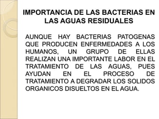 IMPORTANCIA DE LAS BACTERIAS EN
LAS AGUAS RESIDUALES
AUNQUE HAY BACTERIAS PATOGENAS
QUE PRODUCEN ENFERMEDADES A LOS
HUMANOS, UN GRUPO DE ELLAS
REALIZAN UNA IMPORTANTE LABOR EN EL
TRATAMIENTO DE LAS AGUAS, PUES
AYUDAN EN EL PROCESO DE
TRATAMIENTO A DEGRADAR LOS SOLIDOS
ORGANICOS DISUELTOS EN EL AGUA.
 