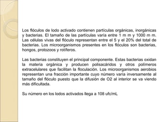 Los flóculos de lodo activado contienen partículas orgánicas, inorgánicas
y bacterias. El tamaño de las partículas varía entre 1 m m y 1000 m m.
Las células vivas del flóculo representan entre el 5 y el 20% del total de
bacterias. Los microorganismos presentes en los flóculos son bacterias,
hongos, protozoos y rotíferos.
Las bacterias constituyen el principal componente. Estas bacterias oxidan
la materia orgánica y producen polisacáridos y otros polímeros
extracelulares que facilitan la floculación. Los microorganismos aerobios
representan una fracción importante cuyo número varía inversamente al
tamaño del flóculo puesto que la difusión de O2 al interior se va viendo
más dificultada.
Su número en los lodos activados llega a 108 ufc/mL
 