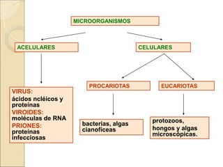 CELULARES
ACELULARES
bacterias, algas
cianofíceas
VIRUS:
ácidos ncléicos y
proteínas
VIROIDES:
moléculas de RNA
PRIONES:
proteínas
infecciosas
MICROORGANISMOS
PROCARIOTAS EUCARIOTAS
protozoos,
hongos y algas
microscópicas.
 