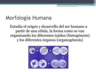 Introducción a la morfología humana