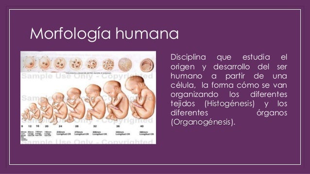 Histologia humana biologia