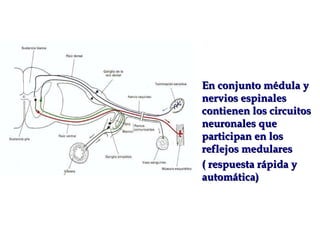 En conjunto médula y nervios espinales contienen los circuitos neuronales que participan en los reflejos medulares  ( respuesta rápida y automática) 