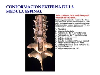 CONFORMACION EXTERNA DE LA MEDULA ESPINAL 
