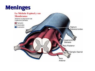 Meninges 