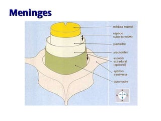Meninges 