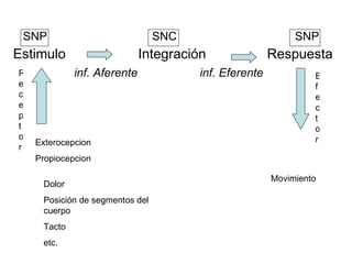 SNP  SNC  SNP Estimulo  Integración  Respuesta  inf. Aferente  inf. Eferente Exterocepcion  Propiocepcion Dolor  Posición de segmentos del cuerpo Tacto etc. Movimiento Receptor Efector 