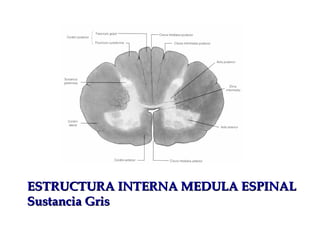 ESTRUCTURA INTERNA MEDULA ESPINAL Sustancia Gris 