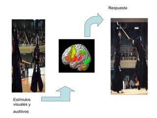 Estímulos visuales y auditivos  Respuesta 