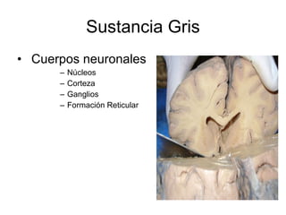 Sustancia Gris Cuerpos neuronales Núcleos  Corteza  Ganglios Formación Reticular 