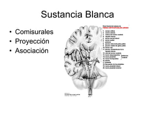 Sustancia Blanca Comisurales Proyección  Asociación  