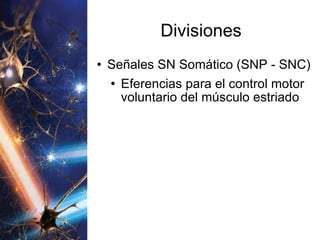 Divisiones Señales SN Somático (SNP - SNC) Eferencias para el control motor voluntario del músculo estriado 